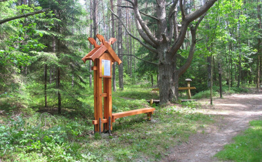 3_Grybiškių pušis.jpg